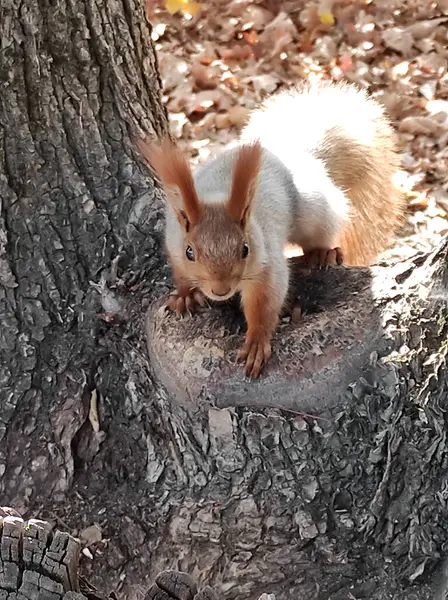 Sonbahar ormanında bir kırmızı sincap ağaç kütüğünde oturur ve dikkatlice kameraya bakar.