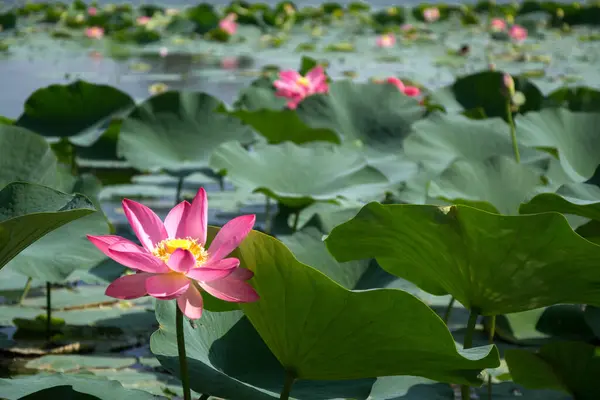 Çiçekli pembe nilüfer tomurcuğu (su zambağı) yazın gölde büyük yeşil yapraklar keser