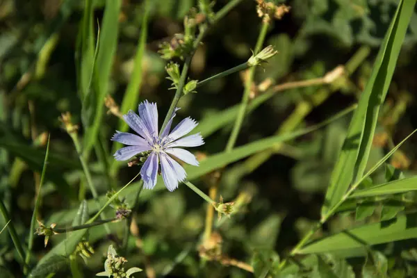 Çimenlerin yeşil arka planında hindiba çiçeği. Tıbbi faydalı bitki, kahve yerine