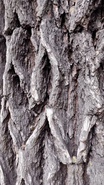 Kabuk dokusunda belirgin çatlaklar ve rahatlama var. Tasarım için uygun, 2D / 3D grafikler, arka plan ve doku örtüleri. Dalları ve gereksiz elementleri olmayan doğal bir desen.