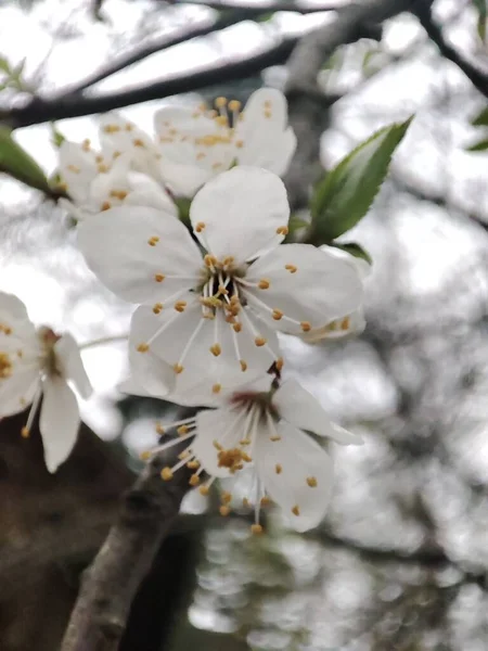 Vita Blommor Ett Träd Trädgården — Stockfoto