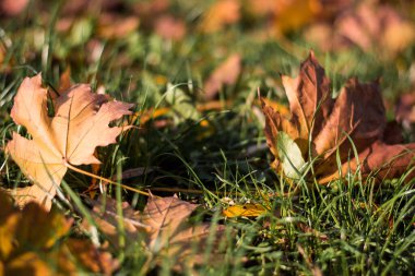 Kuru sonbahar akçaağaç yaprakları güneş ışığında yeşil çimlerin üzerinde yatıyor. Sonbahar konseptleri, çevre ve doğa temaları için sonbahar yaprakları, doğa dokusu ve sıcak renkleriyle mevsimsel arkaplan.