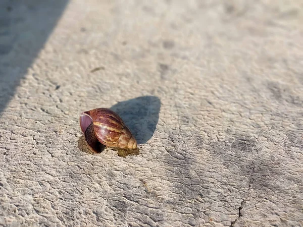 小蜗牛钻进壳里去了 — 图库照片