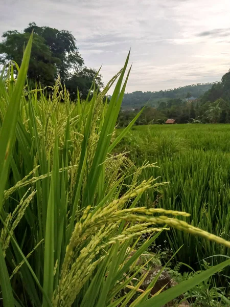 Rýžová Pole Úpatí Hory Salak Indonésie — Stock fotografie