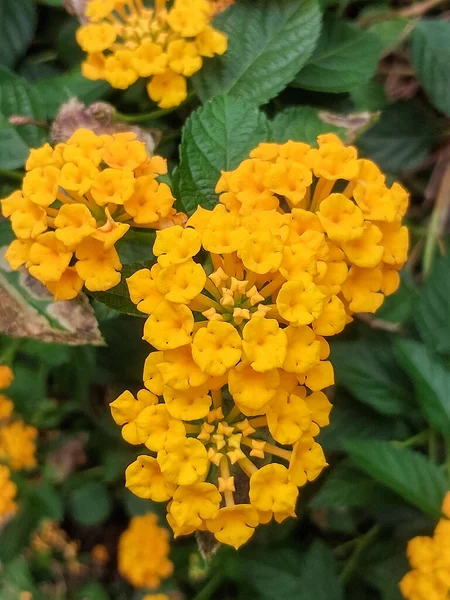 Bahçedeki güzel çiçekler 