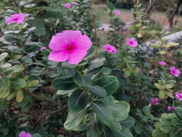 Красивые Розовые Цветы Саду — стоковое фото