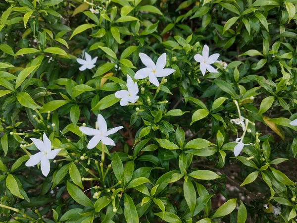 stock image white flowers on a green background 