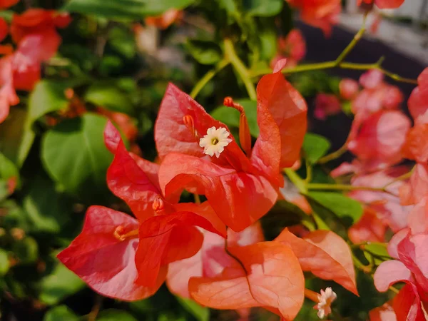 Kırmızı bir bougainvillea çiçeğine yaklaş., 