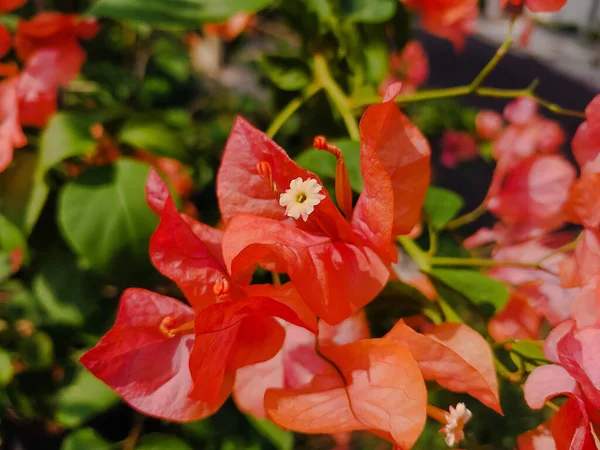 Primer Plano Una Flor Buganvilla Roja —  Fotos de Stock