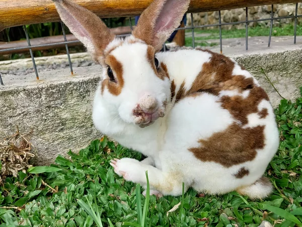 草の上のかわいい赤ん坊の白いウサギ — ストック写真
