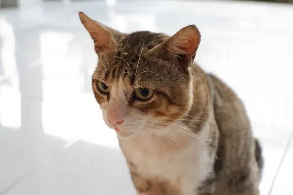 Beyaz arka planda sevimli bir kedi.