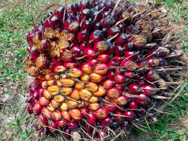 Bogor 'da bir palmiye yağı tarlasında yere dökülen yağlı palmiye meyveleri.