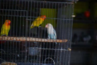 renkli papağan kafes içinde