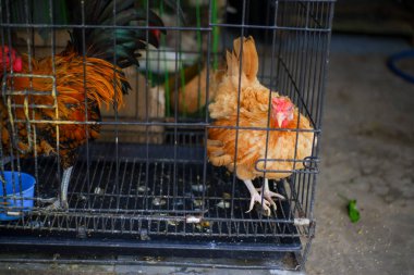 tavuk ve tavuk çiftlikte kafeste, tavuk evde