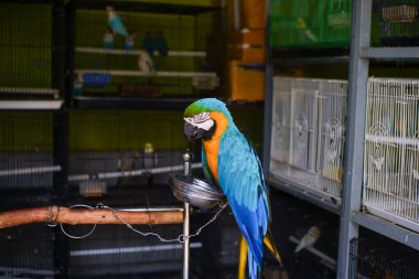 Güney Jakarta 'daki Barito hayvan pazarında uyuyan papağanlar.