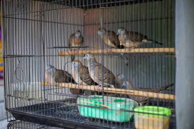 Kafes dolusu kuş.