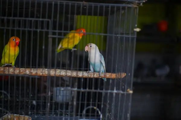 renkli papağan kafes içinde