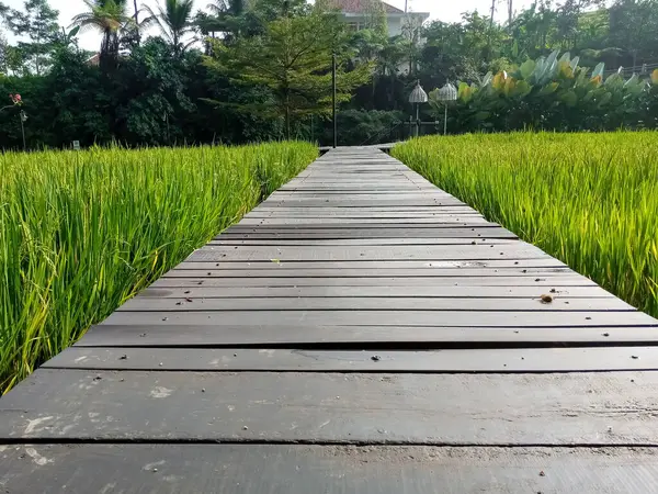 Bahçedeki güzel tropik yeşil çimenler