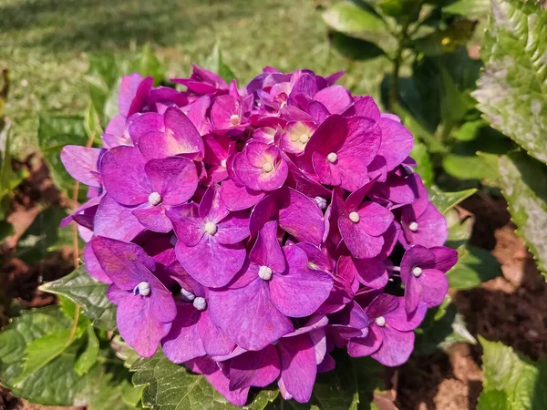 Bahçedeki güzel çiçekler