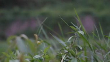 Ormanda yeşil bitkiler