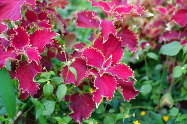 Miana süs bitkisi (coleus atropurpureus) çiçek bahçesinde güzel bir şekilde yetişir.