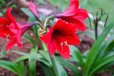 Taze kırmızı Amarillis Belladonna çiçekleri bahçede çok güzeldir.