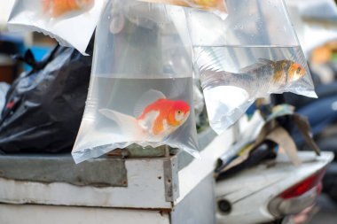 Geleneksel bir pazarda açık plastik poşetlerde çeşitli küçük balıkların satıcısı