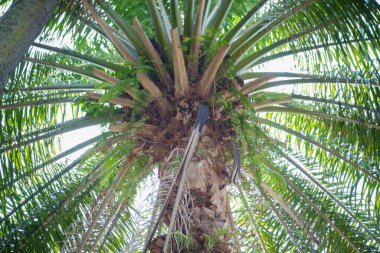 Şehir parkında yeşil ve büyük hindistan cevizi ağaçları