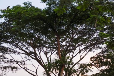 Parkın güzel manzarası