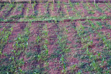 Köyün bahçesinde yeşil bitkiler ve çiçekler yetişiyor.