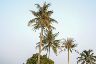 Bir grup insan toprak yolda at sürüyor.