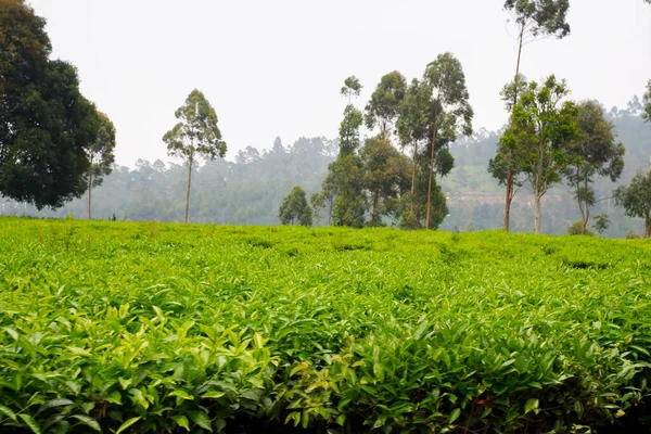 Arka planda ağaçlar olan bir çay tarlası.