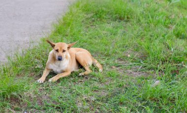 Yolda çimlerde yatan bir köpek.
