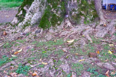 Arka planda bank olan bir ağaç gövdesi.