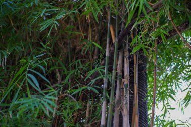 Küçük bir bambu ağacı ev çitine dönüşür.