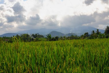 Paddy tarlaları pirinç manzarası kırsal yeşil tarım arazileri