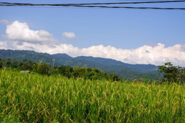 Dağlarda yeşil pirinç tarlası