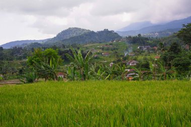 Paddy tarlaları pirinç manzarası kırsal yeşil tarım arazileri