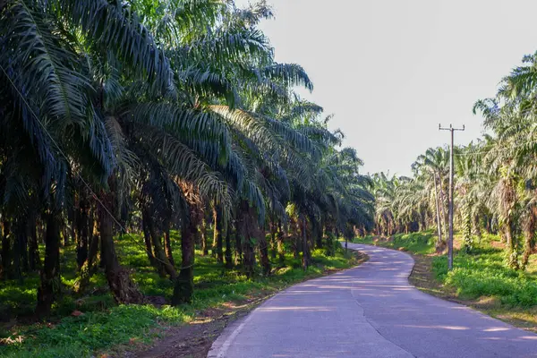 Sabah vakti, bir zeytin ağacının atmosferi,