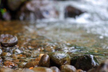 Ormandaki su akıntısı