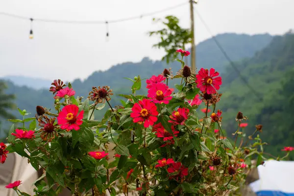 Bahçedeki renkli çiçekler.