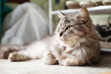 Beyaz bir zeminde gri bir kedi yatıyor..