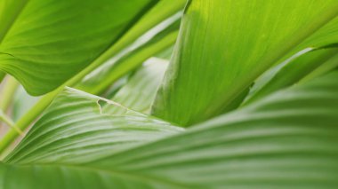 Mozarella soslu taze İtalyan pizzası.