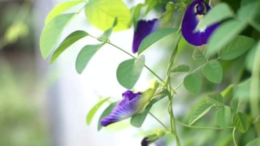 Kelebek Bezelye çiçeği Endonezya 'nın kırsal bir bahçesinde çiçek açıyor.