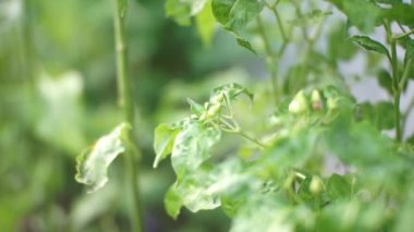 Endonezya 'da bir kırsal evdeki organik bahçedeki ağaçtaki yeşil biber çiçekleri