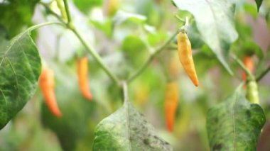 The concept of a cayenne pepper garden on a tree in a rural home organic garden in Indonesia that is ready to be picked to be cooked or made for chili powder products
