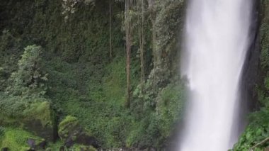 Tropik bir manzara. Yağmur ormanlarında saklı güzel şelale. 