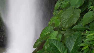 Tropik bir manzara. Yağmur ormanlarında saklı güzel şelale. 