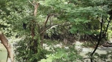 Ecotourism Tangkahan 'da Endonezya' ya özgü bir ağaç dalında oynayan maymun Gunung Leuser Ulusal Parkı, Kuzey Sumatra, Endonezya.