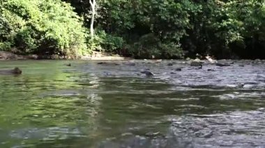 Tangkahan Endonezya ormanının güzel manzarası